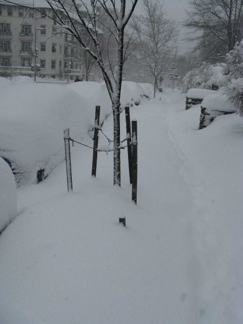 Cars, trees, and sidewalks covered with snow while a few hardy souls walk down a major Washington, D.C., street following the first major snowstorm of Picture