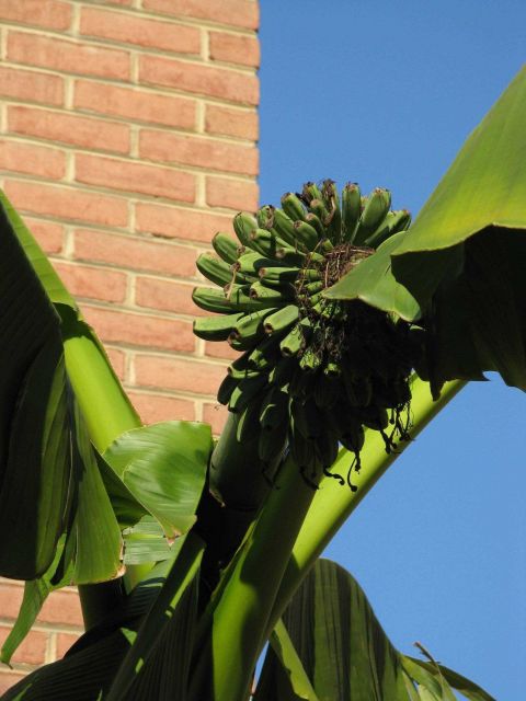 Tropical plants blooming one month prior to the beginning of record snows in Washington, D.C Picture