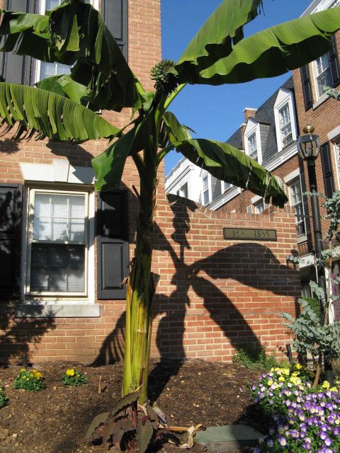 Tropical plants blooming one month prior to the beginning of record snows in Washington, D.C Picture