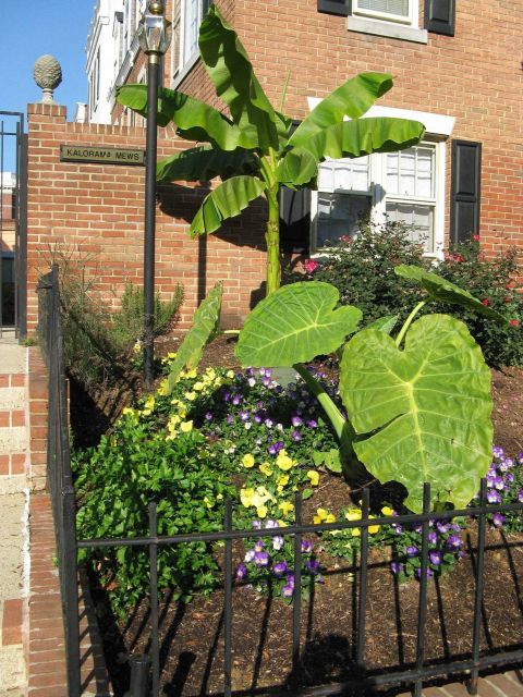 Tropical plants and flowers in late fall in Washington, D.C Picture
