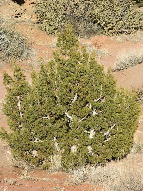 Desert flora Picture