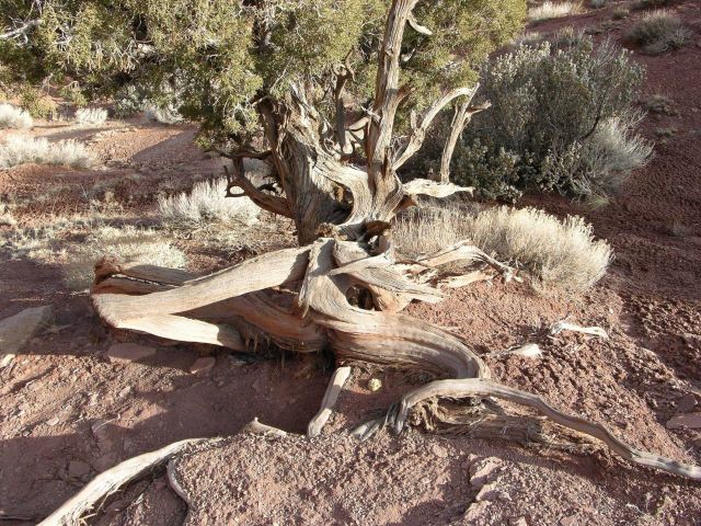 Desert flora Picture