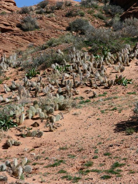 Beavertail cactus and other desert flora characteristic of the dry climate of the American Southwest. Picture