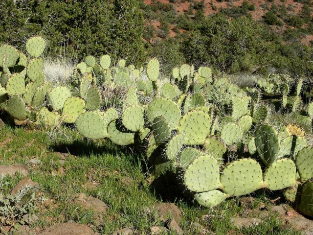 Beavertail cactus, common in desert climate of the American Southwest. Picture