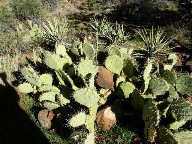 Beavertail cactus, common in desert climate of the American Southwest. Picture