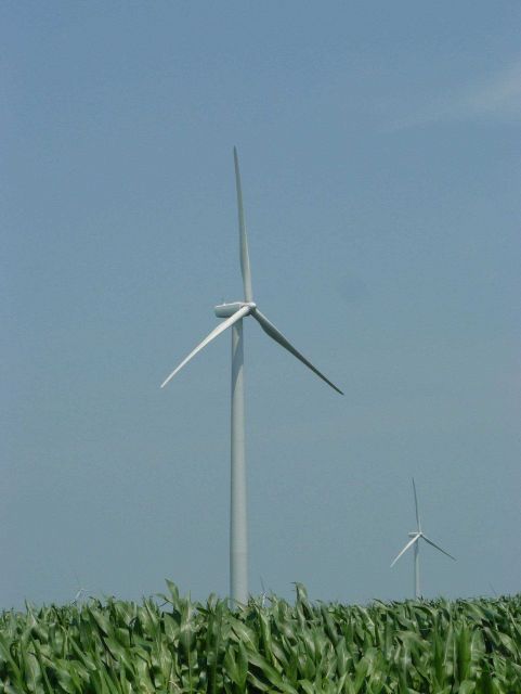 Wind turbines in corn field Picture