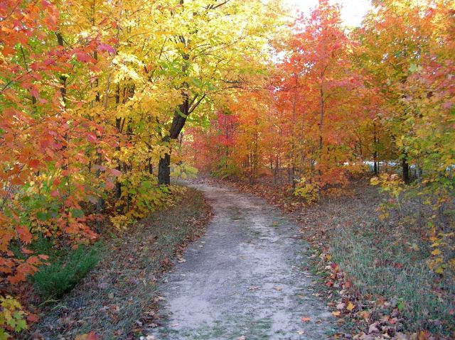 Fall foliage gracing a wooded path Picture