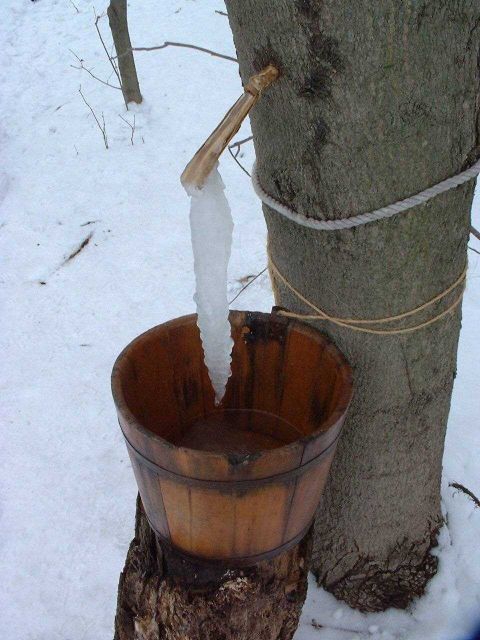 Maple tree sap collection Picture