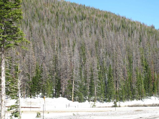 A hillside of beetle-killed pine in the Cameron Pass area of Colorado Picture