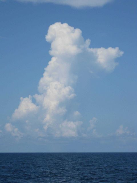 This poodle cloud won best of breed at the Gulf of Mexico dog show. Picture