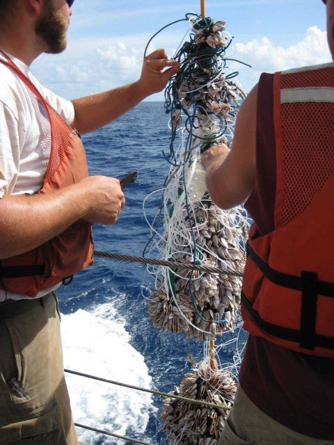 TAO buoy operations off the NOAA Ship Ka'imimoana Picture