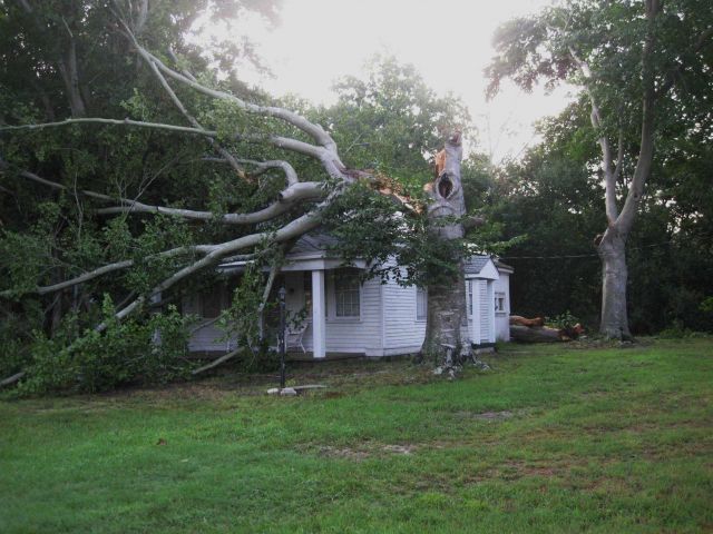 A house is sandwiched between two fallen branches and tree almost miraculously with no damage to the structure Picture