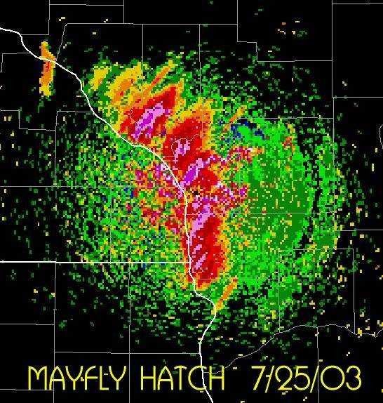 Mayfly hatchings as seen on radar Picture