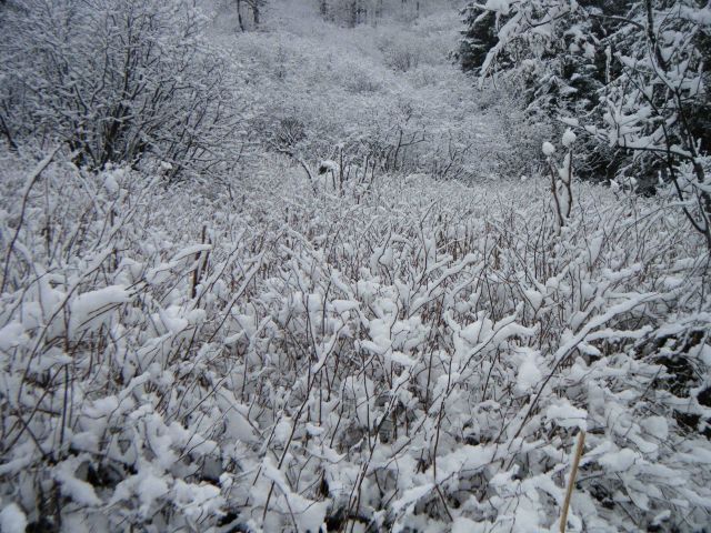 The beauty of freshly fallen snow. Picture