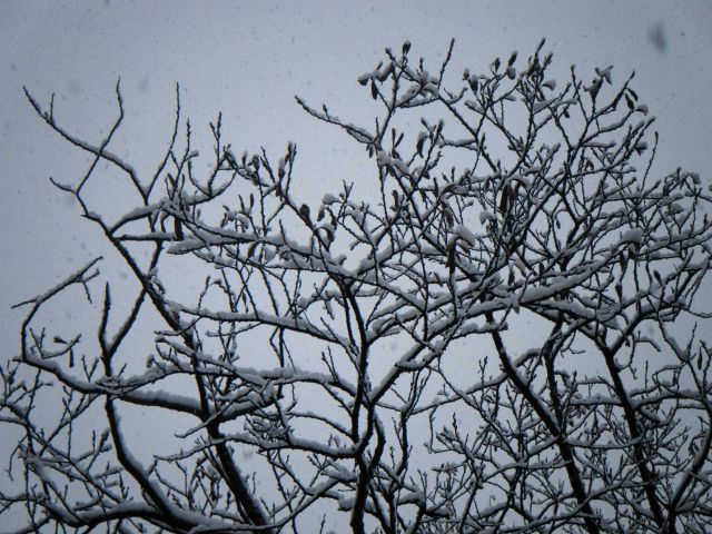 The beauty of freshly fallen snow. Picture