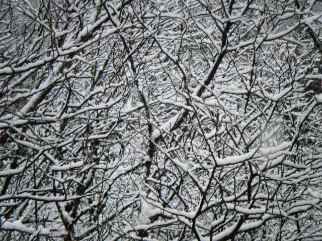 The beauty of freshly fallen snow. Picture
