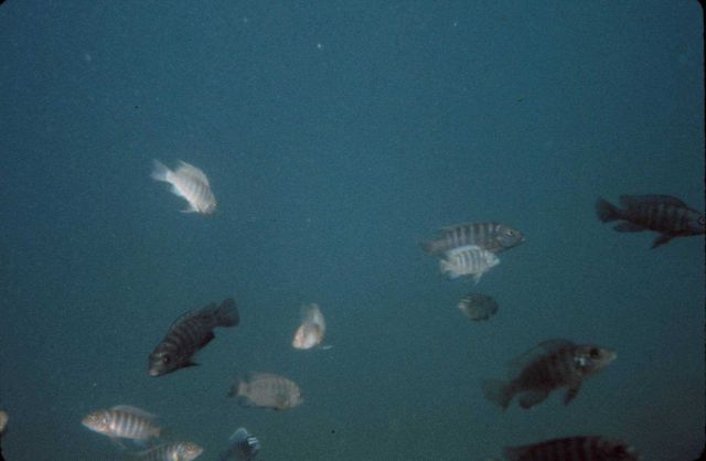 Bass photographed by ROV in Lake Malawi, Africa. Picture