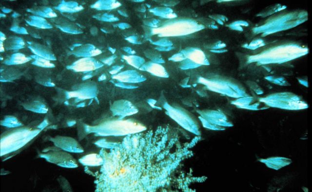 Cunner inhabit a rocky reefs in New England. Picture