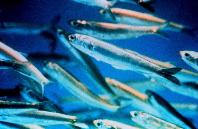 Northern anchovies are important prey for marine mammals and game fish Picture