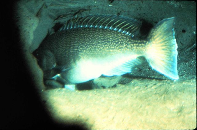 Tilefish live in burrows, sometimes forming undersea Pueblo villages Picture