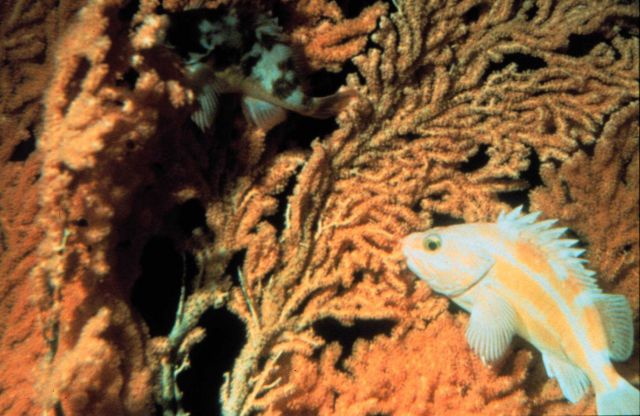 Rock fish blends in with soft coral cover. Picture