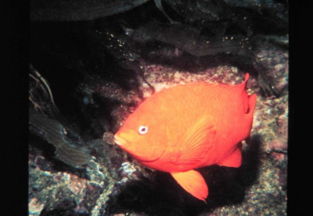 Garibaldis are common in California kelp-beds Picture