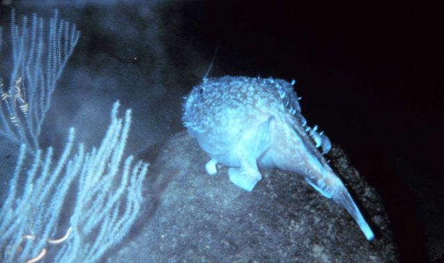 A spotted goosefish on basalt boulder in 780 meters off Hawaii Picture