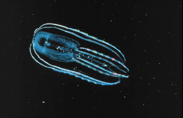 Lobate ctenophores are translucent and give off a bioluminescent glow Picture