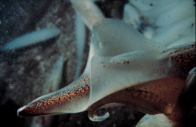 Close-up of the tail end of a squid, important prey for commercial fish. Picture