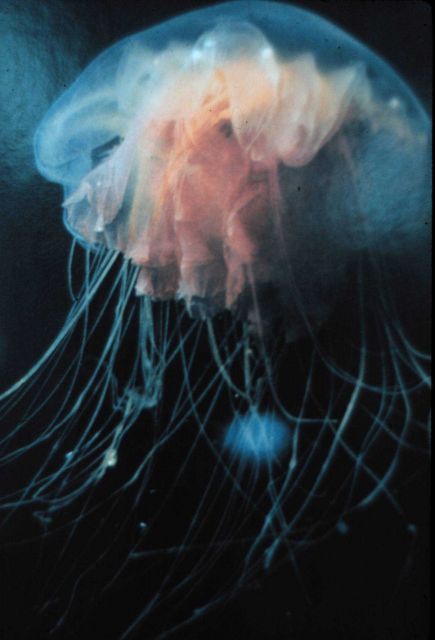 Jellyfish floating under Arctic ice. Picture