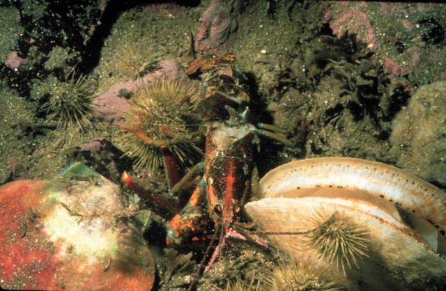 Crushed lobster left in the path of a scallop drag Picture