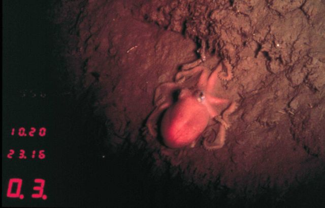 Octopus live in all oceans, including the muddy deep sea floor. Picture