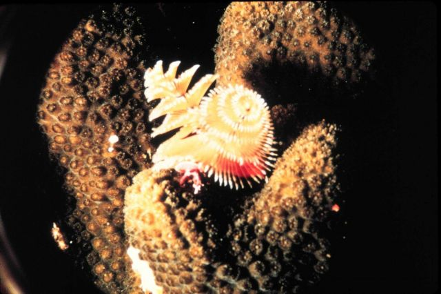 Colorful fireworm projecting from a coral head has a sting if touched. Picture