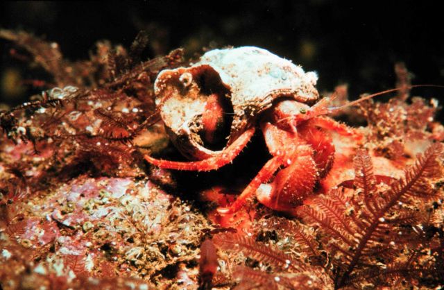 Hermit crabs are very particular about their shell homes. Picture