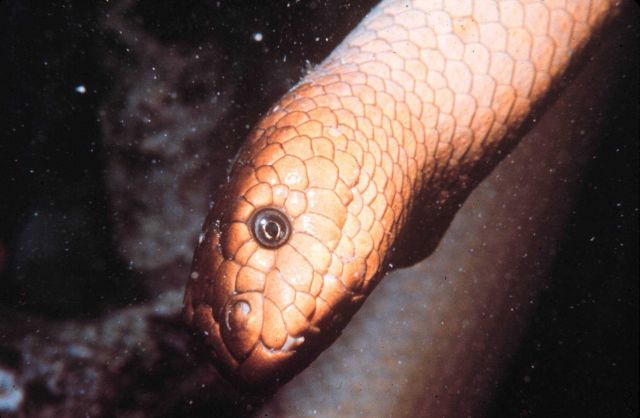 This sea snake is actually a vertebrate and in the wrong place in collection. Picture