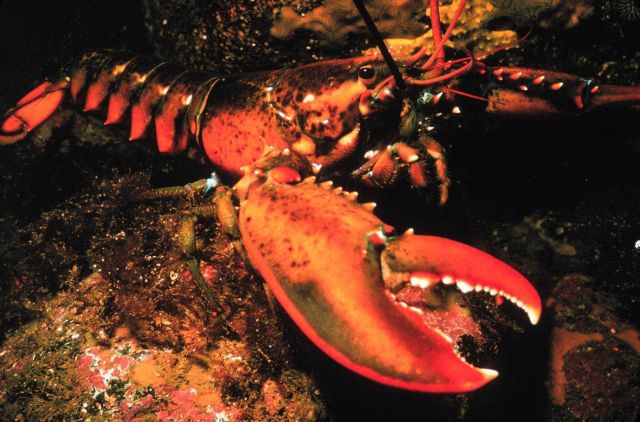 The lobster's large claw can crush crabs, clams and fingers Picture