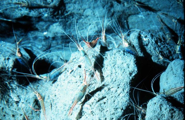 Cleaner shrimp are distinguished from other shrimp by their long antennae. Picture