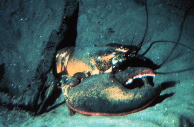 American lobsters live from the rocky coast to the canyons off New England Picture