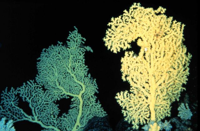 Gold coral is found below 300 m in tropical oceans Picture