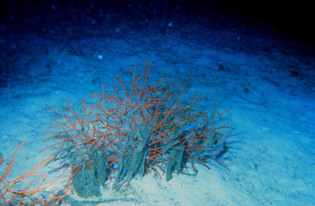 Branching coral poking up through sands off the Bahamas. Picture