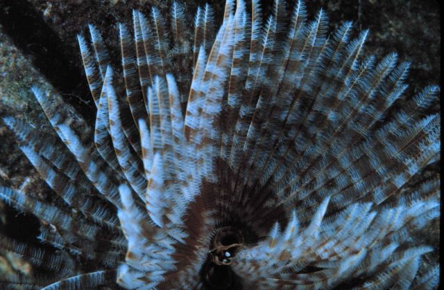 Close-up of a Serpulid worm's crown taken through the window of Hydrolab. Picture