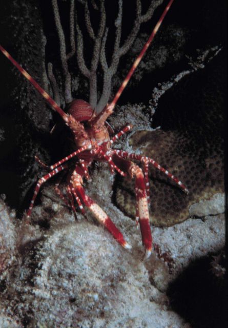 Rock lobster on a Pacific reef. Picture