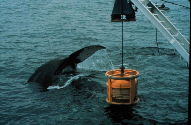 Humpback whale is attracted to an ROV, or undersea robot Picture