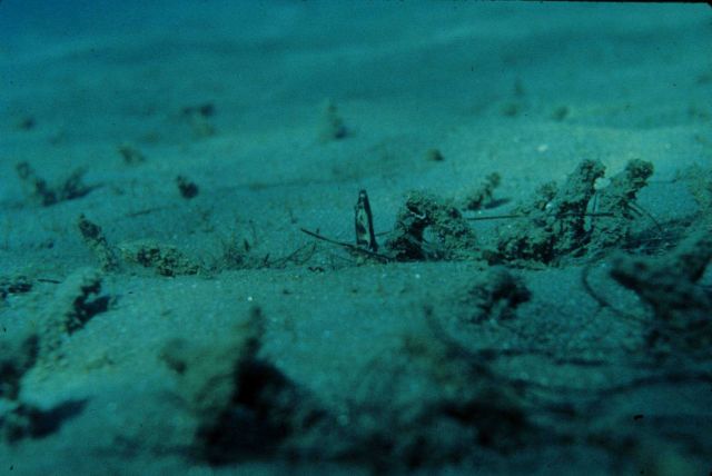 Close up of worm tubes, sometimes the most prominent structures on sandy bottom. Picture