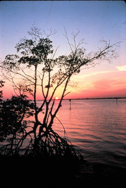 Mangroves of South Florida are threatened coastal development. Picture
