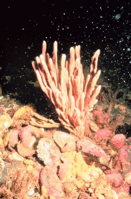 Gravel-cobble bottom off Maine coast is favored scallop ground. Picture