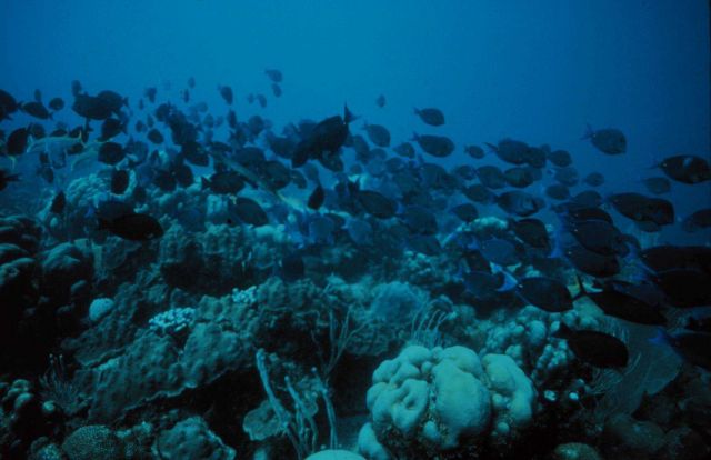 Reef fish use the reef for cover and food. Picture