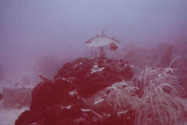 Corals on the reef vary from large stony heads to whispy branches. Picture