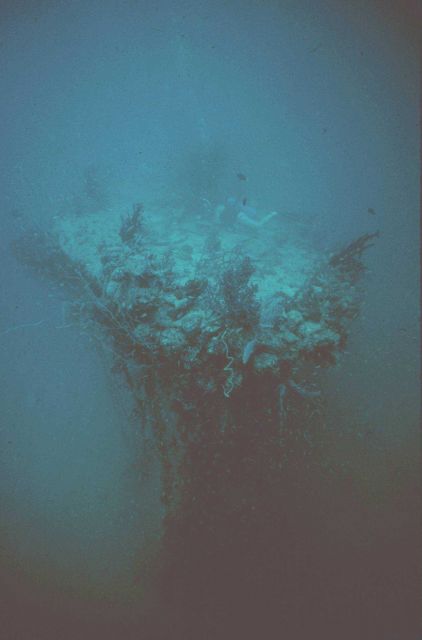 Tiny coral animals build massive reef structures. Picture