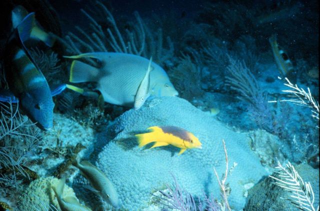 The diversity of fish and other reef organisms rival tropical rainforests. Picture